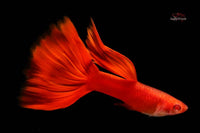 Hochzucht-Guppy-Albino-Full-Red-High-Dorsal-Delta-Tail-guppy-breeding-breeder-Guppyzucht-Deutschland-Male