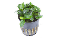 Anubias-barteri-var-nana-petite-Anubia-Bonsai-Zwergspeerblatt-Speerblatt-Minipflanze-Aquariumpflanze-Aufsitzerpflanze-barschfeste-Aquariumpflanzen-online-kaufen-Guppy4friends