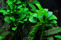 Anubias-barteri-var-nana-petite-Anubia-Bonsai-Zwergspeerblatt-Speerblatt-Minipflanze-Aquariumpflanze-Aufsitzerpflanze-barschfeste-Aquariumpflanzen-online-kaufen-Guppy4friends-Rhizompflanze-Luftwurzeln-feste-Blattstruktur