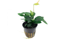 Anubia barteri nana. Anaubias barteri var. Nana im Topf. Aufsitzerpflanze für Holzwurzeln und Aquariumsteine. Sehr anspruchslos, wächst auch im Schatten. Barschfeste Aquariumpflanze.