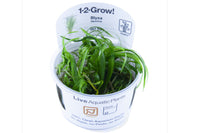 Blyxa japonica / 1-2Grow! In-Vitro " Tropica" Guppy4friends Japanisches Fadenkraut Aquarium. Etwas anspruchsvoller. Benötigt ausreichend CO2 für optimalen Wuchs.