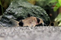 Corydoras-Panda-Pandapanzerwels-Panda-Panzerwels-Bodenfisch-Bodenbewohner-gründeln-feiner-Sand-Barteln-Zierfische-online-kaufen-Fische-bestellen-Tierversand-artgerecht-Guppy4friends-Beifische-Friedfische-Gesellschaftsaquarium