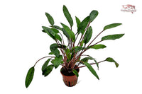 Cryptocoryne-beckettii-Petchii-Wasserkelch-Unterwasserpflanzen-Aquariumpflanzen-Wurzelzehrer-Nährboden-kleinbleibend-Mittelgrundpflanze-Aquariumpflanze-Tropica-waterplants-planted-tank