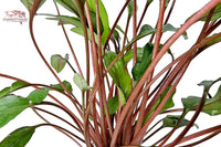 Cryptocoryne-beckettii-Petchii-Wasserkelch-Unterwasserpflanzen-Aquariumpflanzen-Wurzelzehrer-Nährboden-kleinbleibend-Mittelgrundpflanze-Aquariumpflanze-Tropica-waterplants-planted-tank