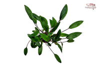 Cryptocoryne-beckettii-Petchii-Wasserkelch-Unterwasserpflanzen-Aquariumpflanzen-Wurzelzehrer-Nährboden-kleinbleibend-Mittelgrundpflanze-Aquariumpflanze-Tropica-waterplants-planted-tank