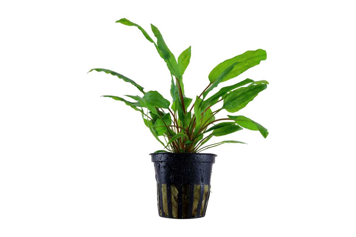 Cryptocoryne Wendtii `Green`. Einfach zu pflegende Aquariumpflanze für den Mittelgrund. Kommt auch in sehr hartem Wasser zurecht. Anfängerpflanze Aquarium.