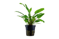 Cryptocoryne Wendtii `Green`. Einfach zu pflegende Aquariumpflanze für den Mittelgrund. Kommt auch in sehr hartem Wasser zurecht. Anfängerpflanze Aquarium.
