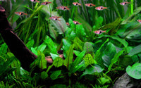 Cryptocoryne Wendtii `Green` Blätter mit sattigem kräftigen Grün, für alle Aquarien geeignet.