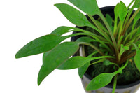 Cryptocornye x willisii. Der Willis Wasserkelch besitzt schmale, längliche und spitzzulaufende Blätter. Aquariumpflanze Mittelgrund, Vordergrund, Nano-Cubes.