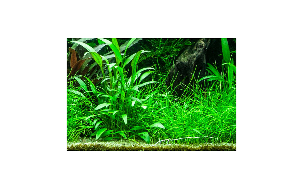 Cryptocoryne x willisii kann sich zu einem Rasen entwickeln. Cryptocoryne willisii besitzt zwarte, längliche grüne Blätter. Erreicht eine Höhe von 10-20cm.