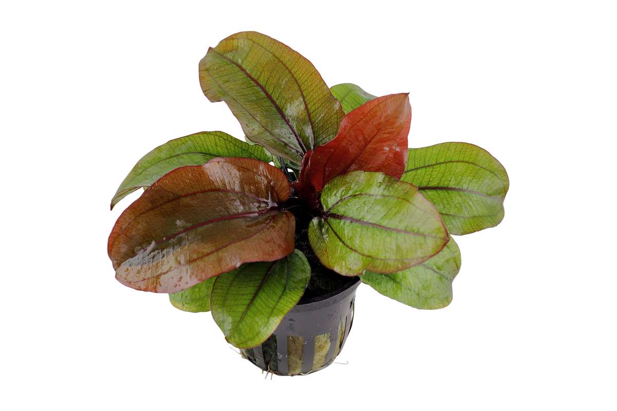 Echinodorus Reni im Topf. Aquariumpflanze für große Aquarien. Robust und anspruchslos. Aquariumpflanze ändert ihre Blattfarbe. Rote und Grüne Blätter.