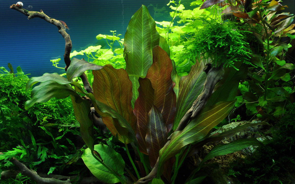 Echinodorus Reni. Echinodorus 15-40cm hoch. Eher niedrige Echinodorus. Etwas Licht und Nähstoffe fördern ihren tiefroten violett Ton der Pflanzenblätter.