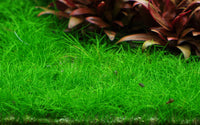 Eleocharis acicularis, grüne Wiese für Aquarium. Vordergundpflanze für Aquarien. Bodendecker. Aquascaping. Saftig grüne Wiese unter Wasser. Wird max. 3-6 cm hoch.