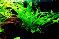 Microsorum-pteropus-Windelov-auf-Wurzel-mit-Saugnapf-Tropica-Aquariumplants-Aquadecor-Javafarn-auf-Wurzel-Aquariumdeko-lebende-Pflanzen-Unterwasserpflanze-Farn-für-Aquarium