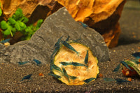 Zucchini Chips 10g getrocknete Gemüsescheiben - Guppy4Friends