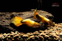 Hochzucht-Guppy-Gold-Round-Tail-Poecilia-Reticulata-Nachzuchten-liebevolle-Aufzucht-Fischeonlinekaufen-Ulm-Zierfische-Ulm-Zierfische-Allgäu-Guppy4friends