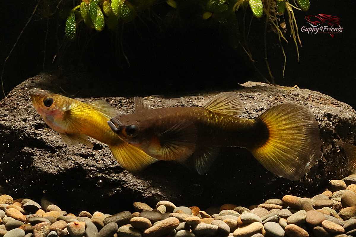 Hochzucht-Guppy-Gold-Round-Tail-Poecilia-Reticulata-Nachzuchten-liebevolle-Aufzucht-Fischeonlinekaufen-Ulm-Zierfische-Ulm-Zierfische-Allgäu-Guppy4friends