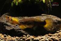 Hochzucht-Guppy-Gold-Round-Tail-Poecilia-Reticulata-Nachzuchten-liebevolle-Aufzucht-Fischeonlinekaufen-Ulm-Zierfische-Ulm-Zierfische-Allgäu-Guppy4friends