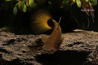 Hochzucht-Guppy-Gold-Round-Tail-Poecilia-Reticulata-Nachzuchten-liebevolle-Aufzucht-Fischeonlinekaufen-Ulm-Zierfische-Ulm-Zierfische-Allgäu-Guppy4friends