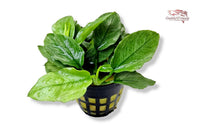 Anubias-Nana-Green-Jade-smaragdgrünes-Zwergspeerblatt-Aufsitzerpflanze-Pflanzen-für-Barsche-Chichliden-Wasserpflanze-robust-Rhizom-Anubias-Mini-Nana-smaragd-grüne-Blätter-Wasserpflanzen-bestellen-online-kaufen-Aquariumpflanzen