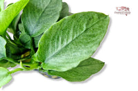 Anubias-Nana-Green-Jade-smaragdgrünes-Zwergspeerblatt-Aufsitzerpflanze-Pflanzen-für-Barsche-Chichliden-Wasserpflanze-robust-Rhizom-Anubias-Mini-Nana-smaragd-grüne-Blätter-Wasserpflanzen-bestellen-online-kaufen-Aquariumpflanzen