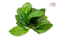 Anubias-Nana-Green-Jade-smaragdgrünes-Zwergspeerblatt-Aufsitzerpflanze-Pflanzen-für-Barsche-Chichliden-Wasserpflanze-robust-Rhizom-Anubias-Mini-Nana-smaragd-grüne-Blätter-Wasserpflanzen-bestellen-online-kaufen-Aquariumpflanzen-weiße-Blattadern-feste-Blattstruktur-Rarität