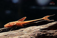 Roter-Hexewels-leliella-sp-red-Loricaridae-Harnischwels-Bodenbewohner-Aquariumfisch-rot-roter-Wels-L10a