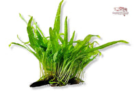 Javafarn-Narrow-Aufsitzerpflanze-Farne-Naturfarn-Microsorum-Pteropus-Aquariumpflanze-Wurzel-mit-Saugnapf-Sauger-Holzwurzel-mit-Pflanze