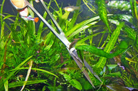 JBL-ProScape-S30-straight-gerade-Schere-Schneiden-Aquariumpflanzen-straight-scissors-cut-Waterplants-Aquariumpflege-Aquascapingpflege-Pflanzenschnitt-Rückschnitt-Auslichten-Pflanzen