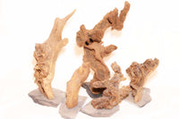 Kongo-Baum-Kongobaum-Kongobaeume-Kongotree-Kongo-Trees-Aquascaping-Savannenholz-Afrika-afrikanisches-Savannenholz-Scaping-Tree-Aquascapingtree-Savanah-Wood-Schieferplatte-Aquairumholz