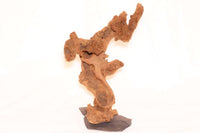 Savannenholz-african-wood-Kongo-Baum-Aquascaping-Biofilm-sofort-sinkend-Aquarium-Deko-Deco-Aquarium-decoration