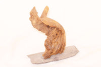 Kongo-Baum auf Schieferplatte / verschiedene Größen - Guppy4Friends