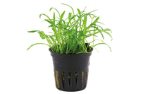 Lilaeopsis brasiliensis Neuseelandgras Aquariumpflanze Vordergrundpflanze Aquarium wächst grasartig