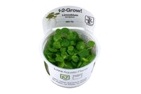 Limnobium laevigatum Froschbiss Schwimmpflanze. Aquariumpflanze gegen Algen. Zur Algenbekämpfung. Südamerikanischer Froschbiss. Schwimmpflanze Aquarium.