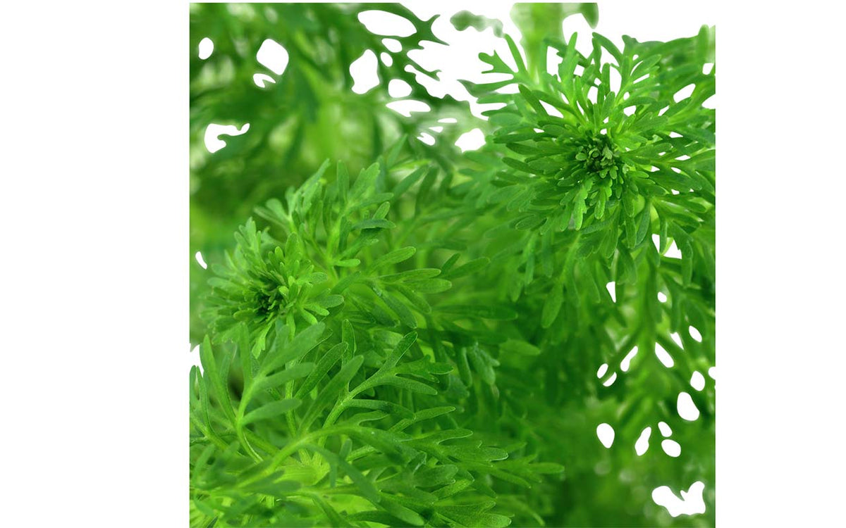 Aquariumpflanze-waterplant-aquarium-plants-limnophila-sessiliflora-Einfahrphase-Aquarium-Neueinrichtung-Erstbesatz-Aquarium-Einlaufphase-gegen-Algen-Algenwachstum-Hilfsplanze-Aquarium