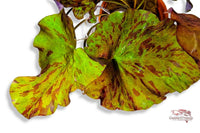 Nymphaea-Lotus-roter-Lotus-Tigerlotus-Wasserpflanze-Seerose-Flair-rote-Blätter-Miniteich-Aquariumpflanze-Hintergrund-Solitärpflanze-Schwimmblätter-80cmHöhe-auffallende-Aquariumpflanze-Waterplants-plantedtank-planted-tank-fishtank