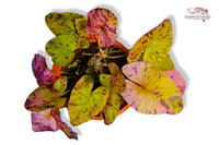 Nymphaea-Lotus-roter-Lotus-Tigerlotus-Wasserpflanze-Seerose-Flair-rote-Blätter-Miniteich-Aquariumpflanze-Hintergrund-Solitärpflanze-Schwimmblätter-80cmHöhe-auffallende-Aquariumpflanze-Waterplants-plantedtank-planted-tank-fishtank