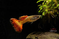 Poecilia-reticulata-Metal-snakeskin-red-lace-metalsnakeskinredlace-Guppy-kaufen-Guppy-online-kaufen-Guppys-bestellen-Hochzuchtguppy-Hochzucht-Guppys-Snakeskin-RedLace-Gesellschaftsfisch-Aquariumhobby-Aquaristik-Ulm-Ulmer-Umgebung-Zierfische-Online-MSSRL-Guppys