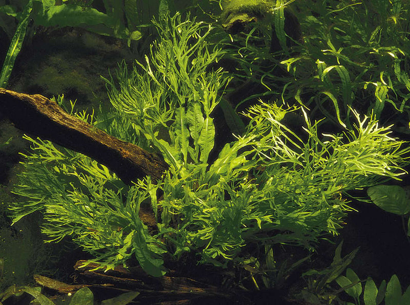 Microsorum pteropus windelov. Geteilte Blattspitzen. Aufsitzerpflanze für Aquarium. Robust gegen pflanzenfressende Aquariumfische