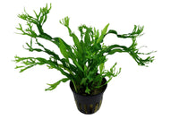 Microsorum pteropus windelov - Javafarn windelov. Aufsitzerpflanze. Barschfest. Aquariumpflanze robust gegen Barsche. Für Holz und Steine im Aquairum. Aquariumpflanzen Guppy4friends