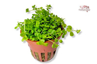 Micranthemum-tweediei-Monte-Carlo-Perlkraut-Guppy4friends-Tropica-Aquariumplants-planted-tank-Aquascaping-Bodendecker-teppichbildend-Vordergrundpflanze-hängender-Wuchs