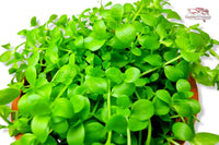 Micranthemum-tweediei-Monte-Carlo-Perlkraut-Guppy4friends-Tropica-Aquariumplants-planted-tank-Aquascaping-Bodendecker-teppichbildend-Vordergrundpflanze-hängender-Wuchs-feinblättrig