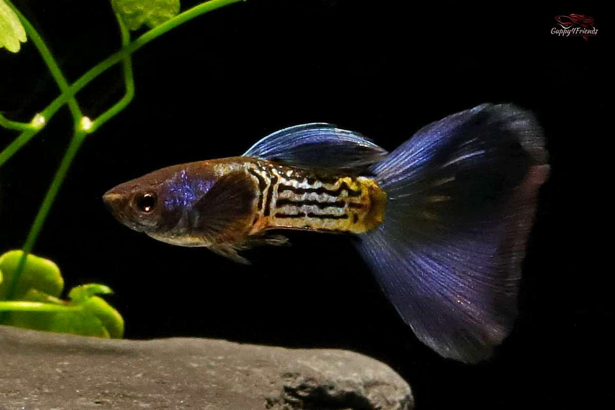 Hochzucht-Guppy-poecilia-reticulata-mssbt-metal-snakeskin-blue-tail-guppy