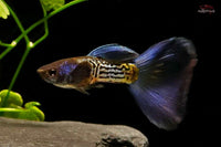 Hochzucht-Guppy-poecilia-reticulata-mssbt-metal-snakeskin-blue-tail-guppy