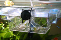 Ablaichkasten-Aufzuchtkasten-Zuchtkasten-Welsgelege-Lebendgebärende-Premium-Ablaichkasten-JBL