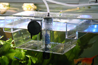 Aufzucht-Zierfische-Wasserzirkulation-Fischbrut-Aufzucht-Verminderung-Verlustrate-Steigerung-Geburtenrate-Zierfische-Guppys-Lebensgebärende-Platys