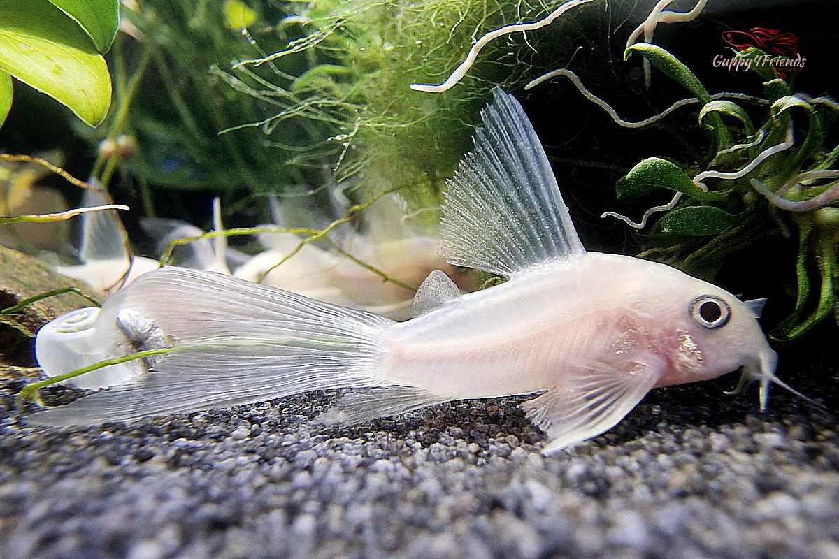 Corydoras-Panda-Snow-White-Longfin-Long-Fin-Panda-weiß-Schleier-Panzerwels-schneeweißer-Panzerwels-rare-corydoras-Corydoras-Rarität-seltene-Corydorasarten-Schleier-Panda-Gruppentiere-Gruppenfisch-Schwarmfisch-Bodenfisch-Bodenbewohner-untere-Wasserregion