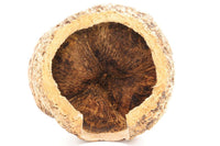 Paranussschale-Paranuss-Höhle-Einrichtung-für-Aquarium-Deko-Aquariumdeko-Terrariumhöhle