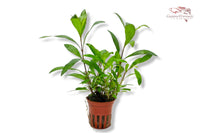 Hygrophila-corymbosa-siamensis-53B-schmalblättriges-Kirschblatt-Kirschblattpflanze-Aquariumpflanze-Wasserpflanze-buschige-Aquarienpflanze-viel-Blattmasse-regelmäßig-schneiden-Pflanzen-online-kaufen-bestellen-Online-Pflanzen-ordern-waterplants-planted-tank