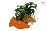 Garnelen Amphore mit Anubias barteri var. Nana `Petite´ (Bonsai)